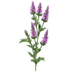 Obraz premium Betony, herbal medicine isolated on transparent background