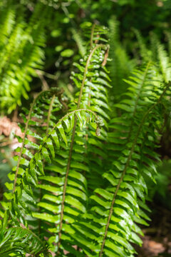 sword fern (polystichum munitum)