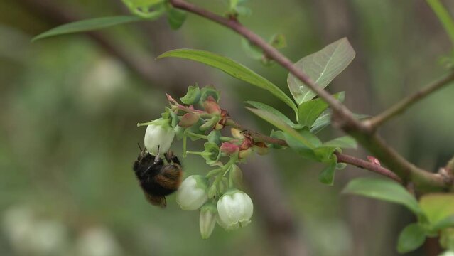 Vaccinium myrtillus