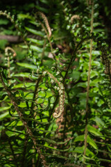 sword fern (polystichum munitum)