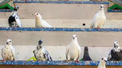 pigeons on their dovecote. doves sitting in front of their wooden house