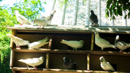 pigeons on their dovecote. doves sitting in front of their wooden house