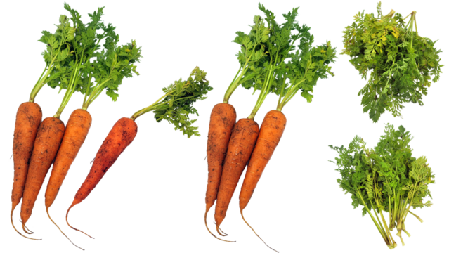 葉付き人参・泥付き人参の切り抜き素材／Cutting material of carrot with leaves and carrot with mud／잎이 있는 인삼·진흙이 있는 인삼 자르기 소재／PNG