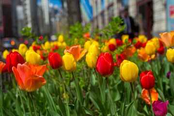 A field of tulips with a mix of red, yellow, and orange flowers