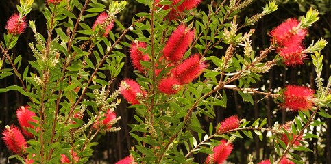 Pianta di Callistemon con bellissimi fiori rossi, Italia