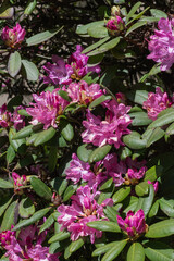 rhododendron