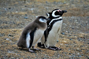 Life and behaviour of Magellanic penguin (Spheniscus magellanicus) observed on the Magdalena Island, a small island in the Strait of Magellan (Chile)