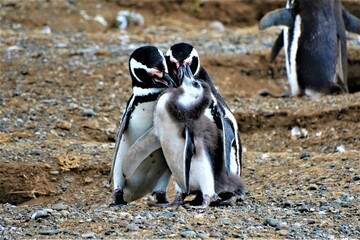 Life and behaviour of Magellanic penguin (Spheniscus magellanicus) observed on the Magdalena...