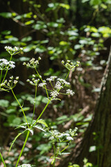 Japanese Hedge Parsley (Torilis japonica)