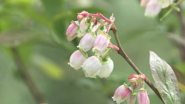 Vaccinium myrtillus