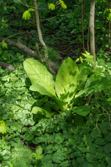 Western Skunk Cabbage Lysichiton americanus