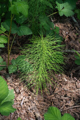 Horsetail Equisetum