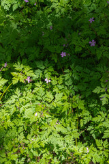 Herb robert (Geranium robertainum)