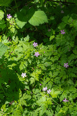 Herb robert (Geranium robertainum)