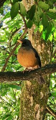 Olive thrush bird in the tree