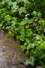 Ivy (Hedera helix)