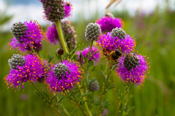Obraz premium Purple Wildflower