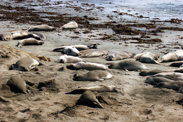 A pod of seals sleeping on a sandy beach on a rocky California coastline.