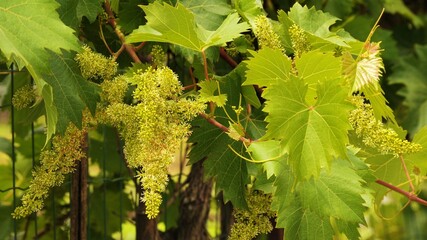 Pianta di uva in fioritura, Toscana