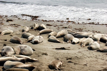 A pod of seals sleeping on a sandy beach on a rocky California coastline.