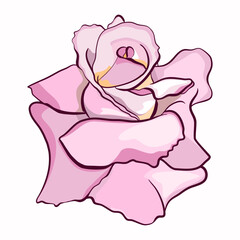 Pink rose is a flower head vector illustration 