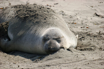 A close-up of a seal sleeping on a sandy beach in California