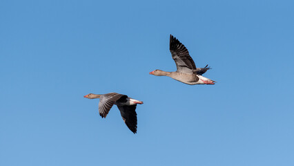 couple of geese flying under blue sky