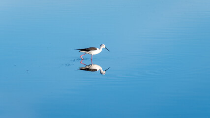 himantopus himantopus and its reflection in the water
