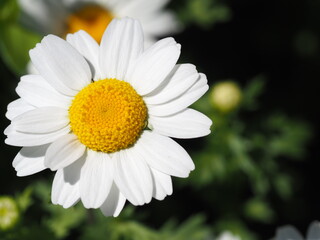 Obraz premium 可愛いノースポールの花