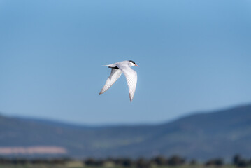 whiskered tern flying in the tablas de Daimiel National Park
