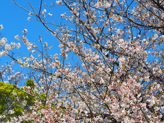 青空とソメイヨシノの花