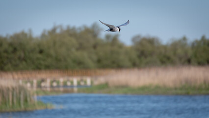 whiskered tern flying in the tablas de Daimiel National Park