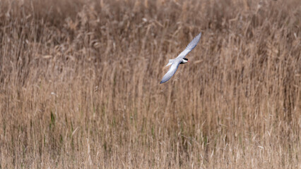 whiskered tern flying in the tablas de Daimiel National Park