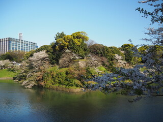 千鳥ヶ淵と桜