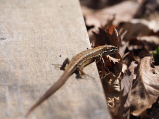 日向ぼっこ中のカナヘビ