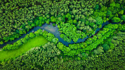 Aerial view of serpentine river through lush forest