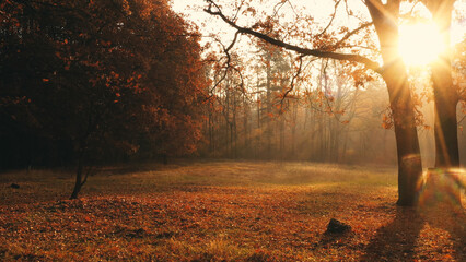 Golden autumn sunrise in a tranquil forest