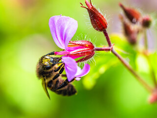 European Honey Bee, Apis mellifera, bee on pink flowers