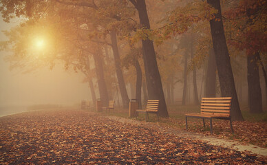 Autumnal park scene with misty sunrise