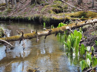 水芭蕉のクローズアップ