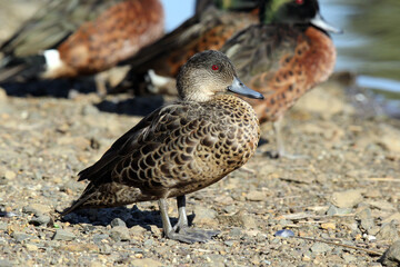 Female chestnut teal duck bird standing on the shore of a lake of water