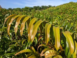 Kalakai plants (Stenochlaena Palustris) in the morning © RMX IMG