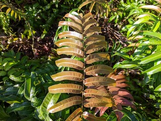 Kalakai plants (Stenochlaena Palustris) in the morning © RMX IMG