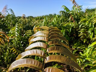 Kalakai plants (Stenochlaena Palustris) in the morning © RMX IMG