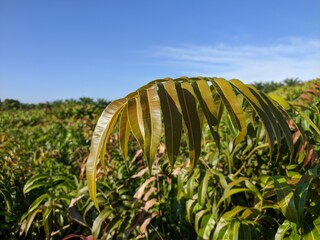 Kalakai plants (Stenochlaena Palustris) in the morning © RMX IMG