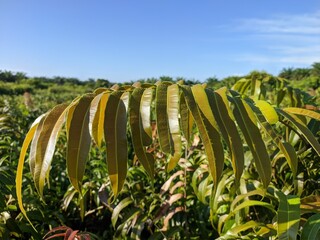 Kalakai plants (Stenochlaena Palustris) in the morning © RMX IMG