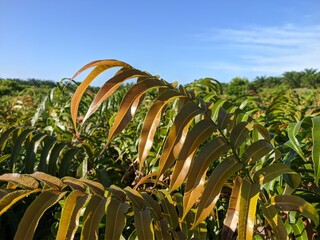 Kalakai plants (Stenochlaena Palustris) in the morning © RMX IMG