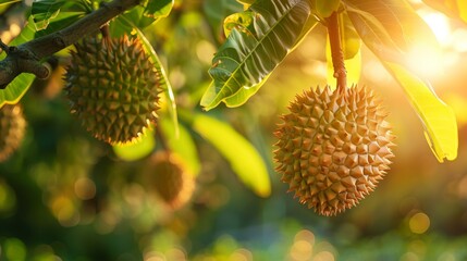 A Thai Monthong durian ready for harvesting, hanging on the tree, morning sunlight illuminating its spiky exterior and lush green leaves