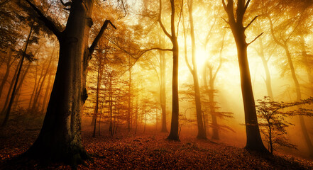 Enchanted autumn forest at sunrise
