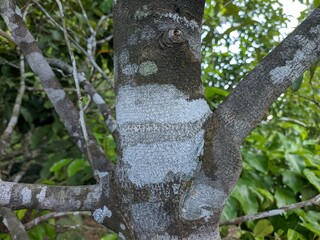 Agarwood bark close up
